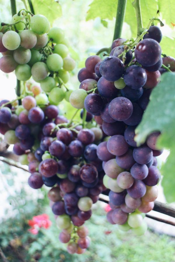Studio&winery Kalimut Virpazar Zewnętrze zdjęcie